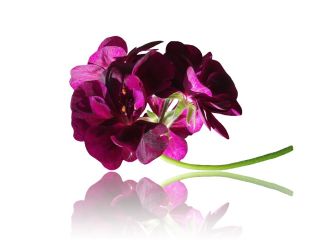 Pelargonia rabatowa fioletowa - 6 nasion