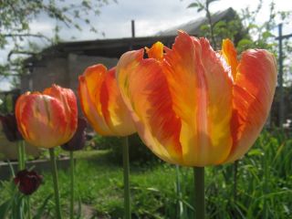 Tulipan Parrot King - opak. 5 szt.