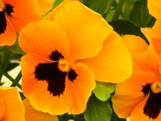 Bratek wielkokwiatowy - pomarańczowy z czarną plamą Orange mit Auge - 240 nasion