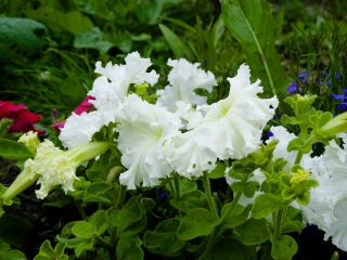 Petunia o kwiatach strzępiastych - mieszanka - 80 nasion