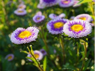 Aster chiński Liliput Moonshine mieszanka