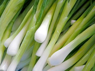 Cebula siedmiolatka Winter Nest - 100 gram - 45000 nasion