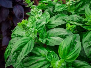 Kuchnie Świata - Bazylia sałatowa - Lettuce Leaved