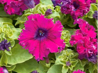 Petunia o kwiatach strzępiastych - amarantowa - 80 nasion