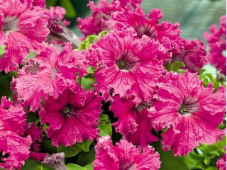 Petunia ogrodowa Zorza Wieczorna - ciemnoróżowa