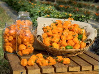 Papryka Habanero Yellow - ostra, żółta