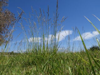 Kostrzewa trzcinowa gazonowa Manitou - 5 kg