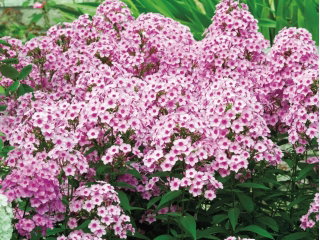 Floks (Phlox) - Płomyk wiechowaty - Neon Flare - duża paczka! - 10 szt.