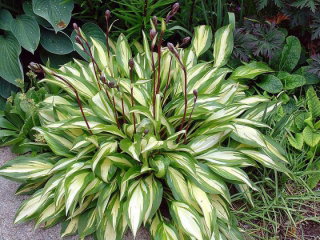 Funkia - Hosta Cherry Berry - duża paczka! - 10 szt.