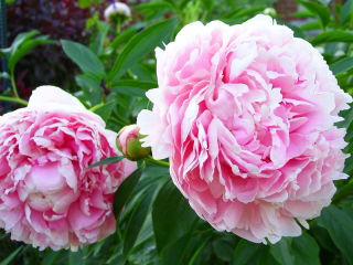 Piwonia, Paeonia - Sarah Bernhardt - sadzonka - GIGA paczka! - 50 szt.