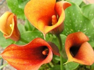 Zantedeschia, Calla - Kalla, Kalia pomarańczowa - 1 cebula