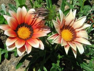 Gazania błyszcząca - 250 nasion