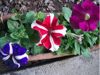 Petunia niska gwieździsta - 800 nasion