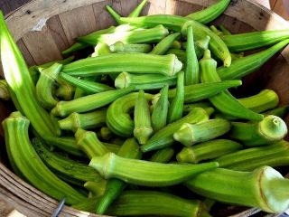 Ketmia jadalna - Okra - 30 nasion