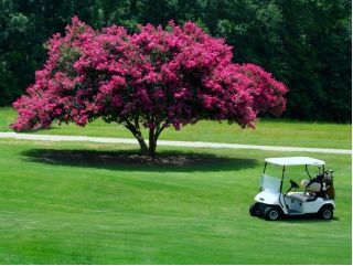 Lagerstroemia - 40 nasion