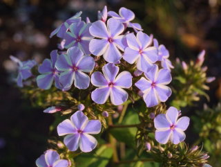 Floks (Phlox) - Płomyk wiechowaty - All In One - duża paczka! - 10 szt.