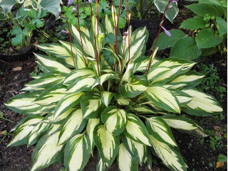 Funkia - Hosta Cherry Berry - GIGA paczka! - 50 szt.