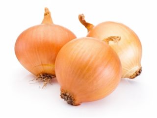 Cebula Augusta - zimująca, żółta - 500 nasion