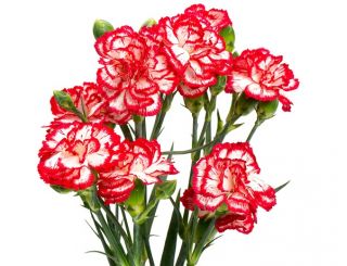 Goździk ogrodowy malinowy - Raspberry ripple - 110 nasion