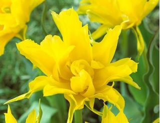 Tulipan Yellow Spider - opak. 5 szt.