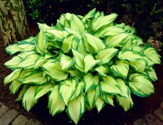 Funkia - Hosta Albopicta - GIGA paczka! - 50 szt.