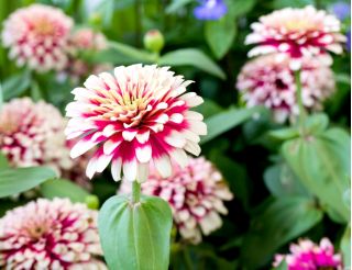 Cynia wytworna Caroussel - 120 nasion