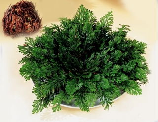 Róża jerychońska - Rose of Jericho - GIGA paczka! - 50 szt.