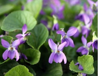 Fiołek Wonny ( Viola Odorata ) - 120 nasion