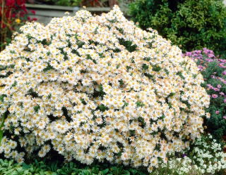 Aster krzaczasty - Apollo - duża paczka! - 10 szt.