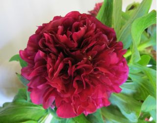 Piwonia, Paeonia - Felix Crouse - 1 kłącze