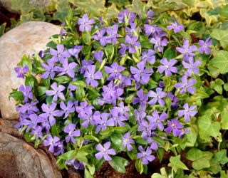 Barwinek pospolity - niebieski - sadzonka - GIGA paczka! - 50 szt.