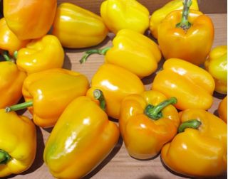 Papryka Marta Polka - słodka do uprawy w gruncie - 10 gram - 1600 nasion