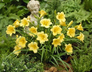 Liliowiec Stella D'oro - GIGA paczka! - 50 szt.