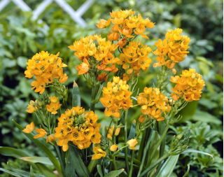 Śniedek wątpliwy - Ornithogalum Dubium - 5 cebulek