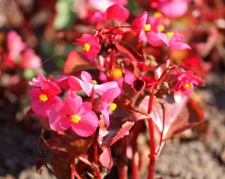 Begonia stale kwitnąca różowa, czerwonolistna