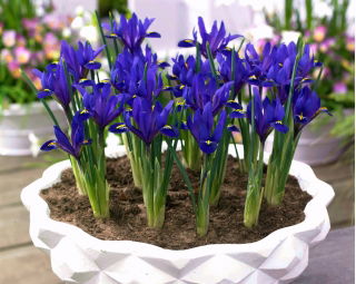 Irys botaniczny - Blue Hill - 10 cebulek