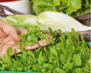 Microgreens - Cykoria liściowa - młode listki o unikalnym smaku - 2160 nasion