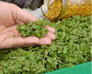 Microgreens - Gorczyca sarepska - młode listki o unikalnym smaku - 1200 nasion