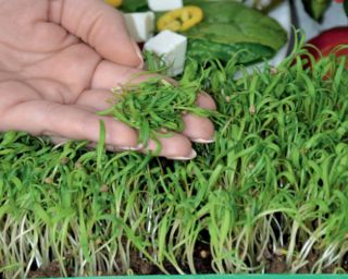 Microgreens - Bomba witaminowa - nasiona na dobre zdrowie - zestaw 10 szt. + pojemnik do uprawy