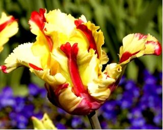 Tulipan Flaming Parrot - opak. 5 szt.