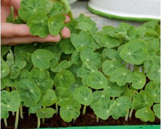 Microgreens – Nasturcja niska - młode listki o unikalnym smaku - 160 nasion