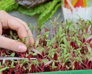 Microgreens - Bomba witaminowa - nasiona na dobre zdrowie - zestaw 10 szt. + pojemnik do uprawy