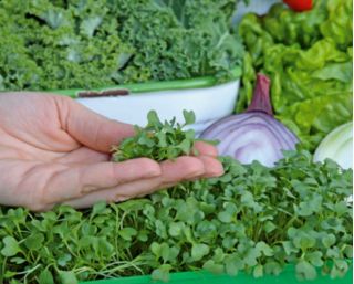 Microgreens - Bomba witaminowa - nasiona na dobre zdrowie - zestaw 10 szt. + pojemnik do uprawy