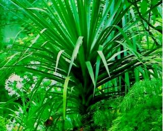 Dracena smocza - 5 nasion