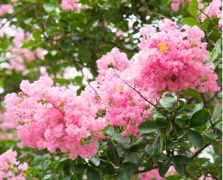 Lagerstroemia - 40 nasion