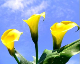 Calla Cream - duża paczka! - 10 cebulek