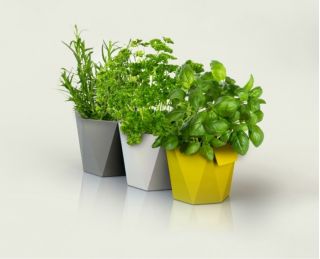 Modułowa osłonka do ziół Heca - kremowa - 12,5 cm