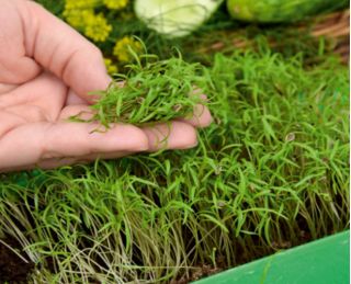 Microgreens - Koper ogrodowy - młode listki o unikalnym smaku - 1680 nasion