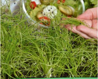 Microgreens - Cebula siedmiolatka - młode listki o unikalnym smaku