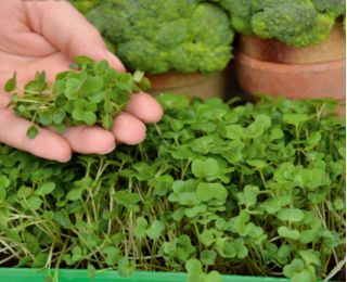 Microgreens - Bomba witaminowa - nasiona na dobre zdrowie - zestaw 10 szt. + pojemnik do uprawy